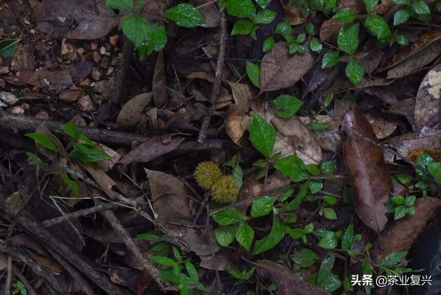坝卡囡：森林里的古茶树，班章产区的另一种滋味