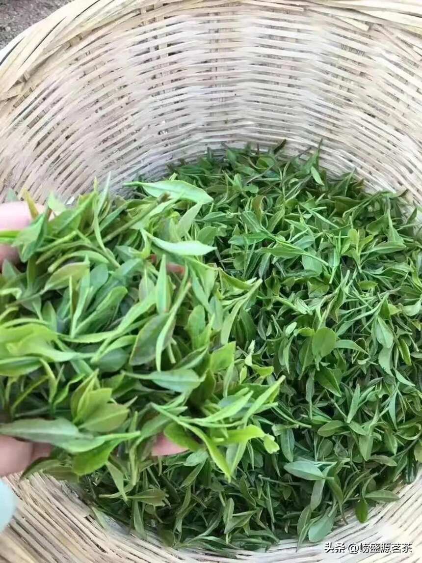 青岛崂山茶的特点及品质如何？