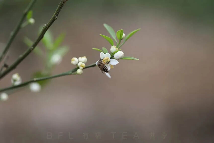 阳春三月，柑花盛开，茶香在望