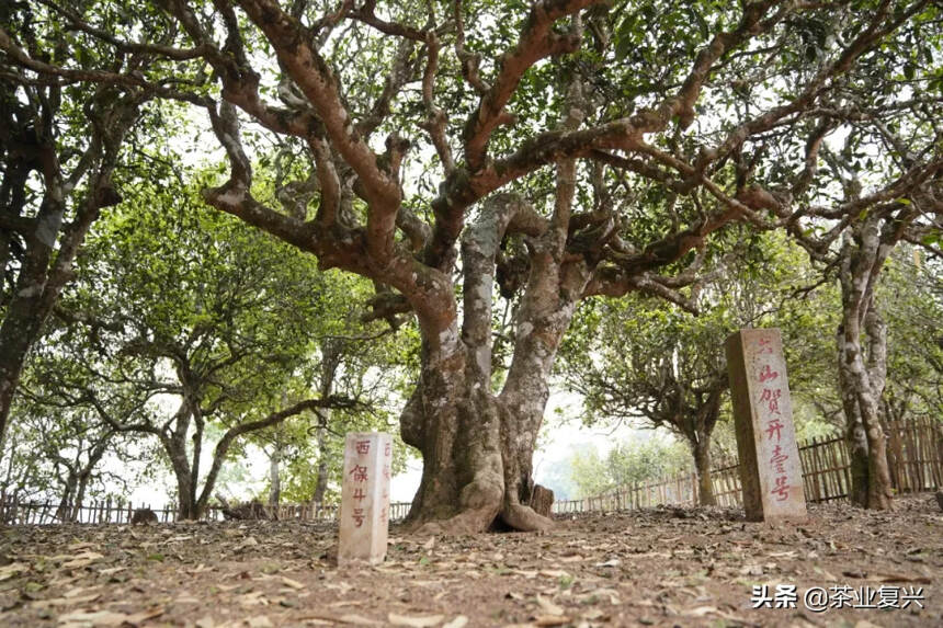 一棵1400年树龄的“西保四号树”可以采多少斤茶叶呢？