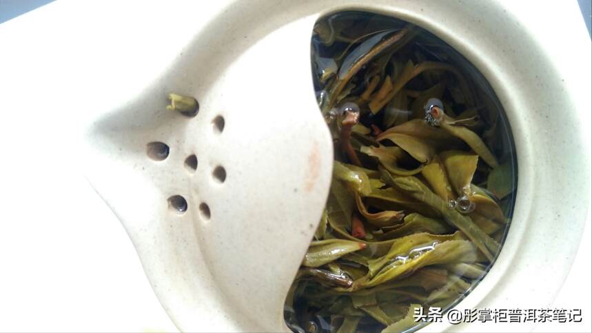 姜老师品饮勐麻河悟野生茶：汤糯香厚，有典型的临沧茶韵