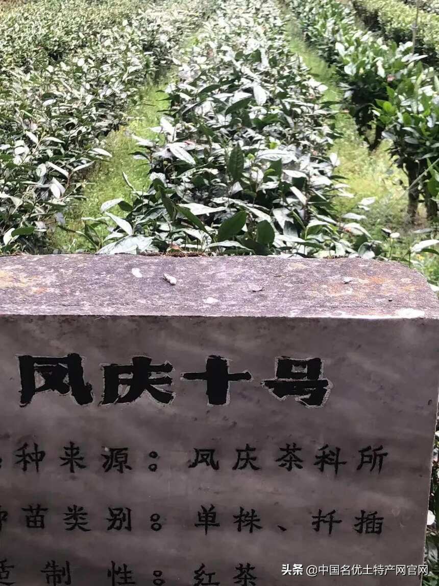22.8万一斤的《中国红》配方泄露！沦落为滇红地摊茶？