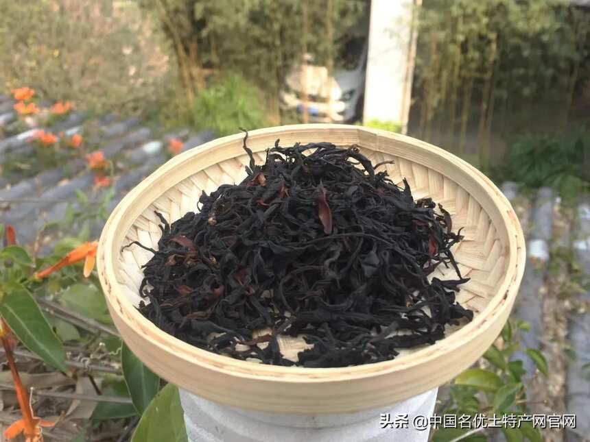 今日茶价:1068万十公斤鲜叶背后！凤庆县茶农现状！