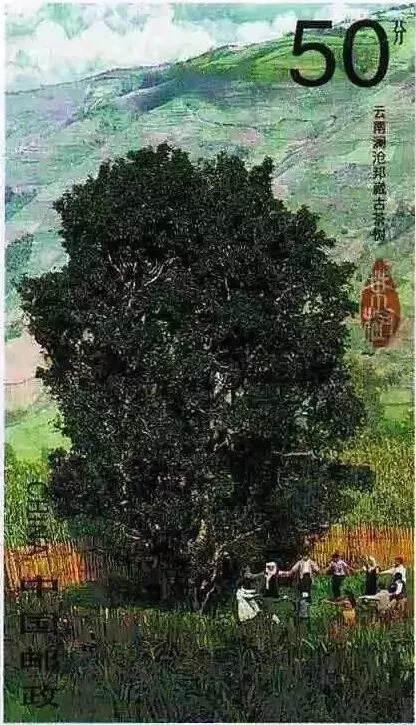 第一株荣登中国邮票的古茶树——邦崴茶王