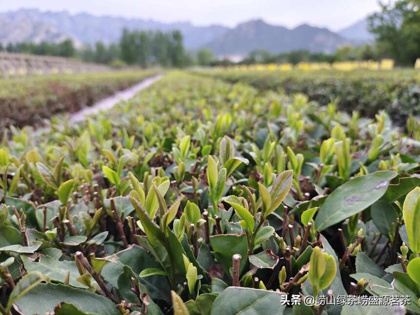正宗好喝的崂山绿茶来自于崂山茶农自家茶园
