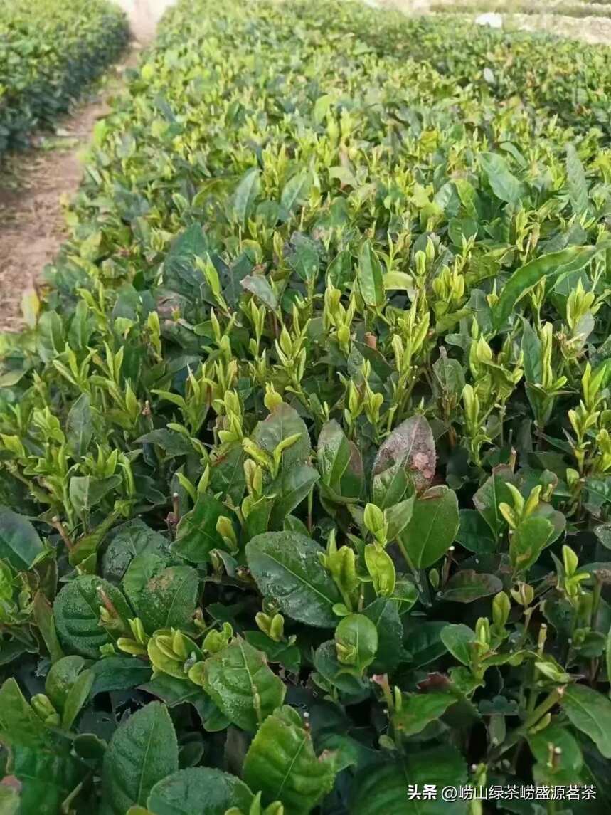 地道的崂山茶场原产地茶农直销