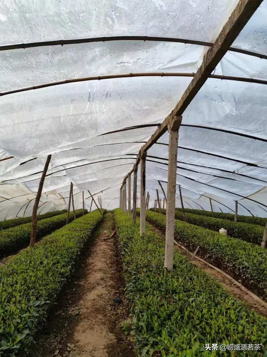 2022崂山绿茶明前茶价格是多少呢？
