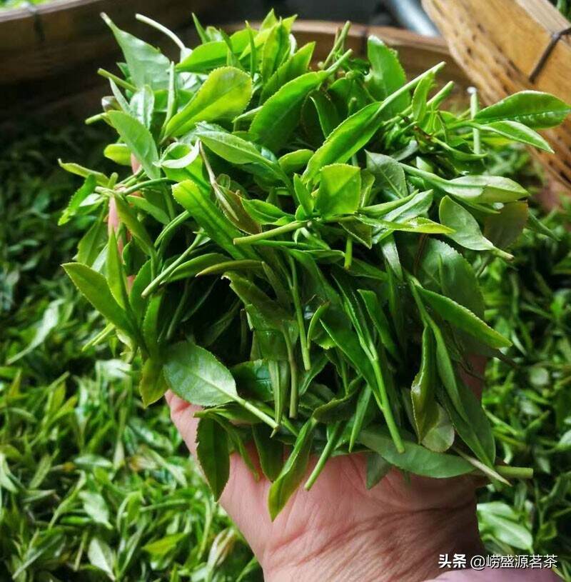 被称为青岛崂山三绝之首的—崂山茶