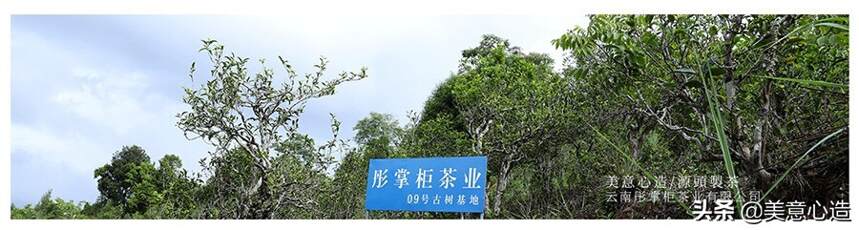 临沧勐麻河古树茶管养团队：用三年五载的决心来做任何一件事
