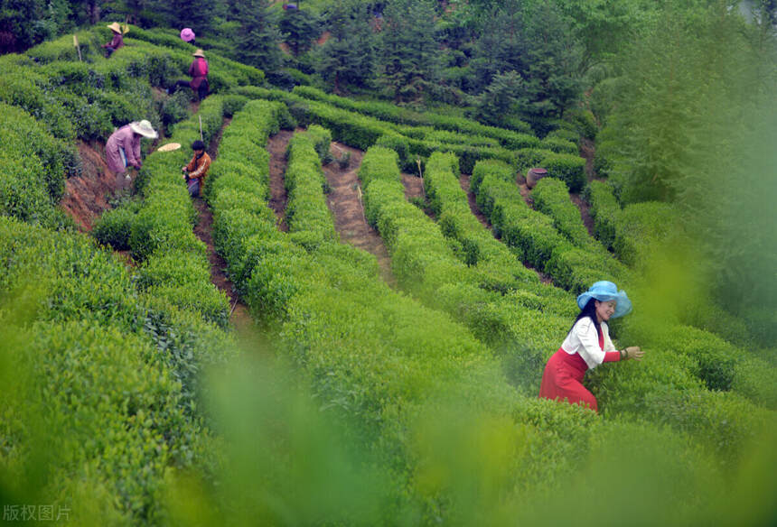 大别山茶产业的崛起与振兴