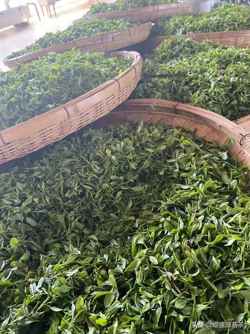 崂山茶源头产地茶农种植豌豆香味的崂山绿茶