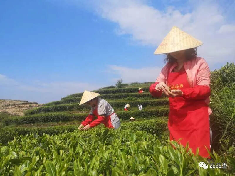 白茶游学丨探索白茶之旅，寻味草木之间