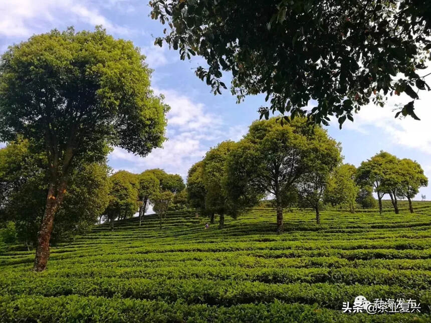 古茶山、古茶树资源应如何保护？最新技术规程来了
