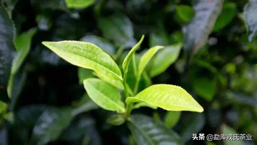 「戎茶学堂」三味同源的茶丨为什么要说“吃茶”？