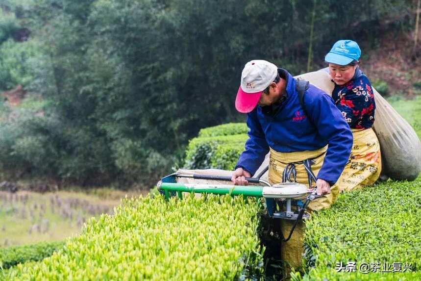 中国茶叶机械化，到底差在哪？