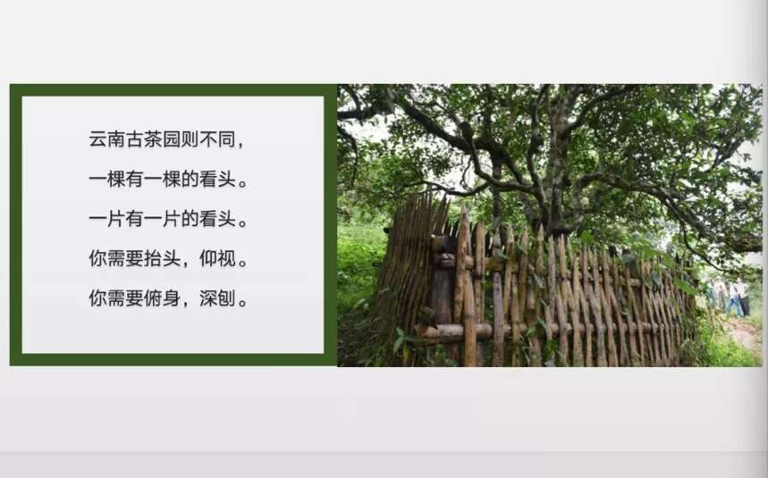 这个夏天，周重林带你以崭新眼光看待云南茶树