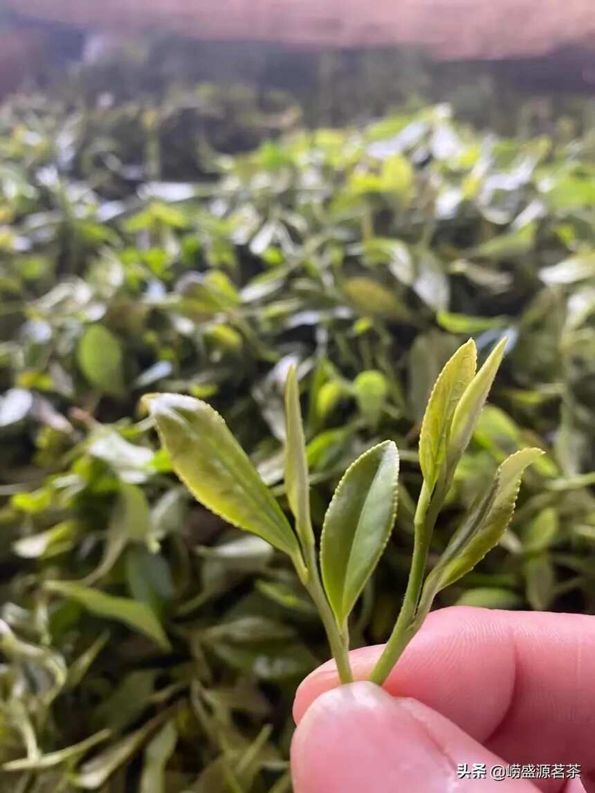 崂山茶源头产地茶农种植豌豆香味的崂山绿茶