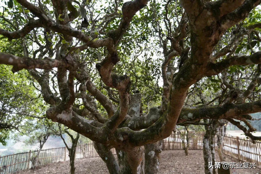 一棵1400年树龄的“西保四号树”可以采多少斤茶叶呢？