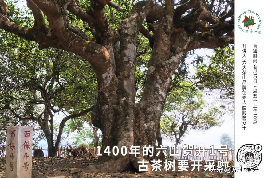 1400年的六山贺开1号古茶树要开采啦