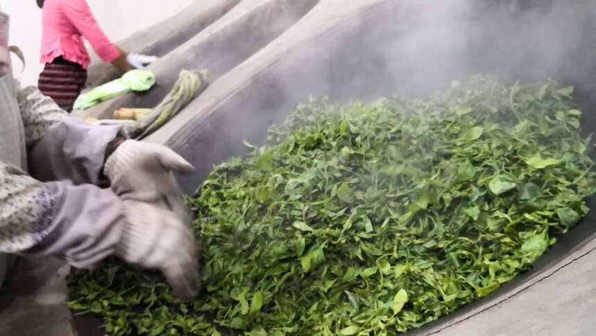 广州人不喝绿茶是真的吗？（下）
