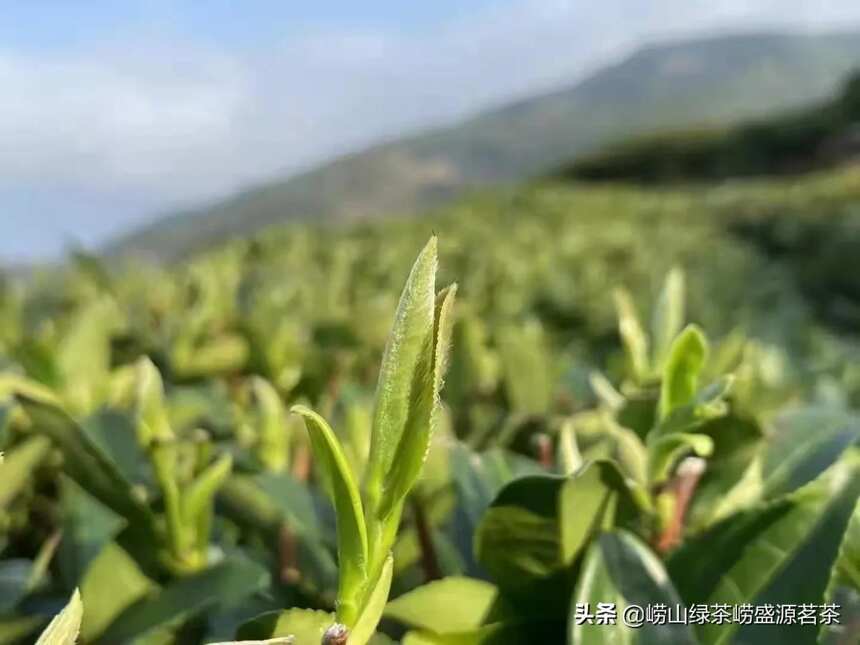 如何理解崂山绿茶中的口粮茶？