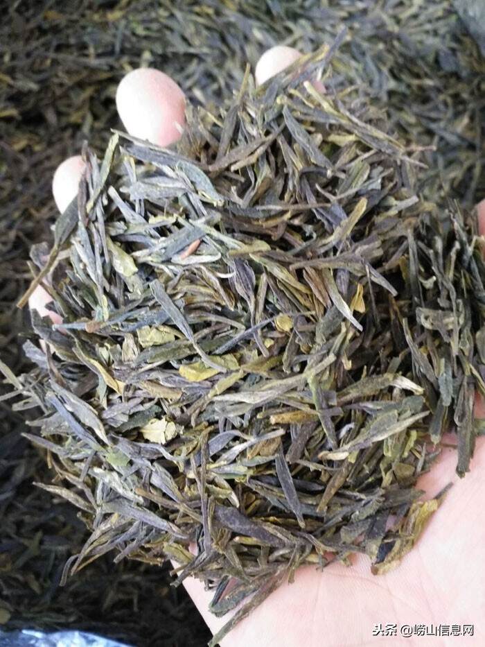 青岛崂山绿茶—春季系列—扁茶