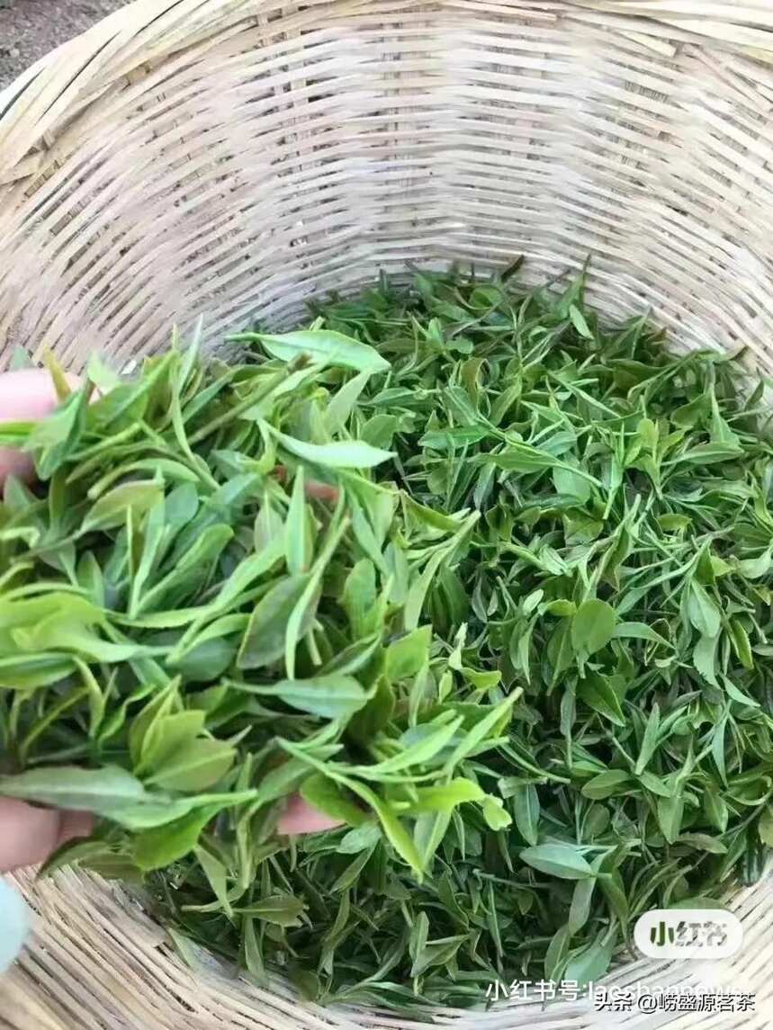 崂山红茶比崂山绿茶价格贵吗？