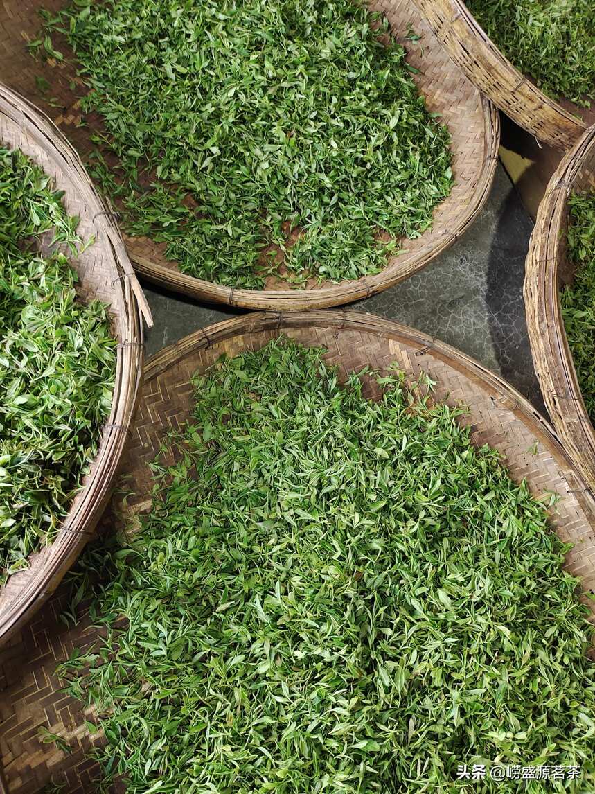 2022崂山绿茶明前茶头采春茶开始啦