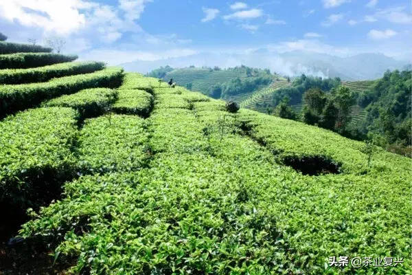 70周年蓬勃发展，未来茶产业会如何前行呢？