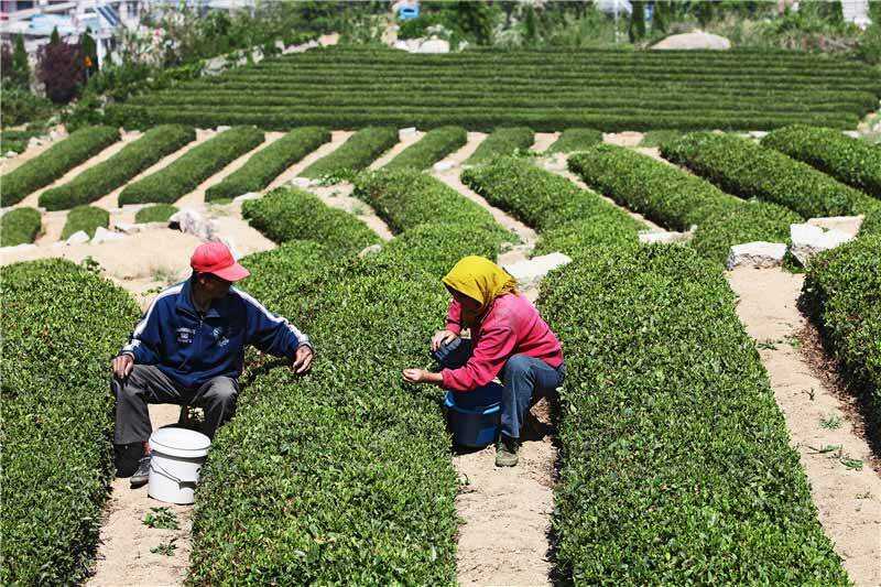想喝真正的正宗的青岛崂山绿茶怎么办呢？