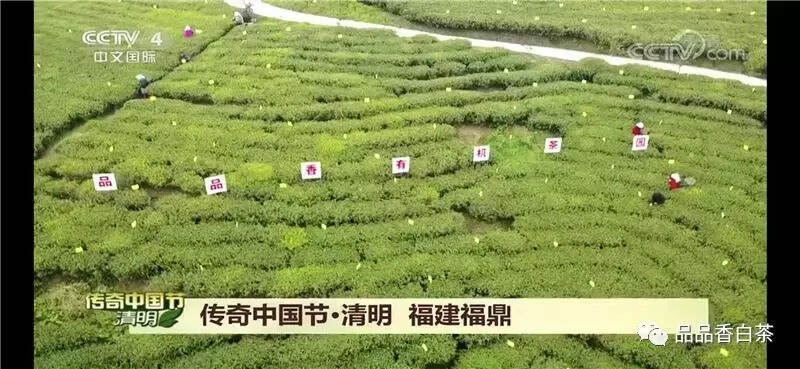 清明丨央视特别节目，白茶C位出道啦！