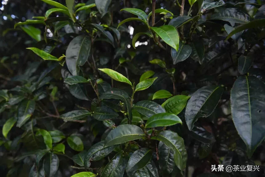 为什么茶王树附近的茶如此受欢迎？