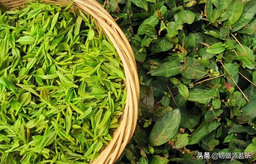 「建议收藏」崂山绿茶是什么茶？