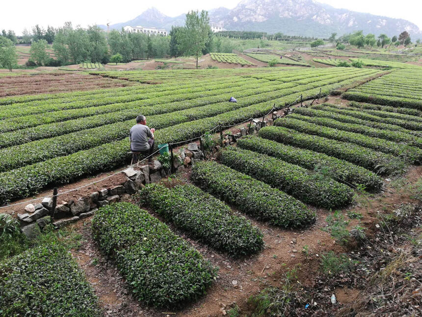 一位有良心的茶农告诉大家如何从零开始做茶叶生意？