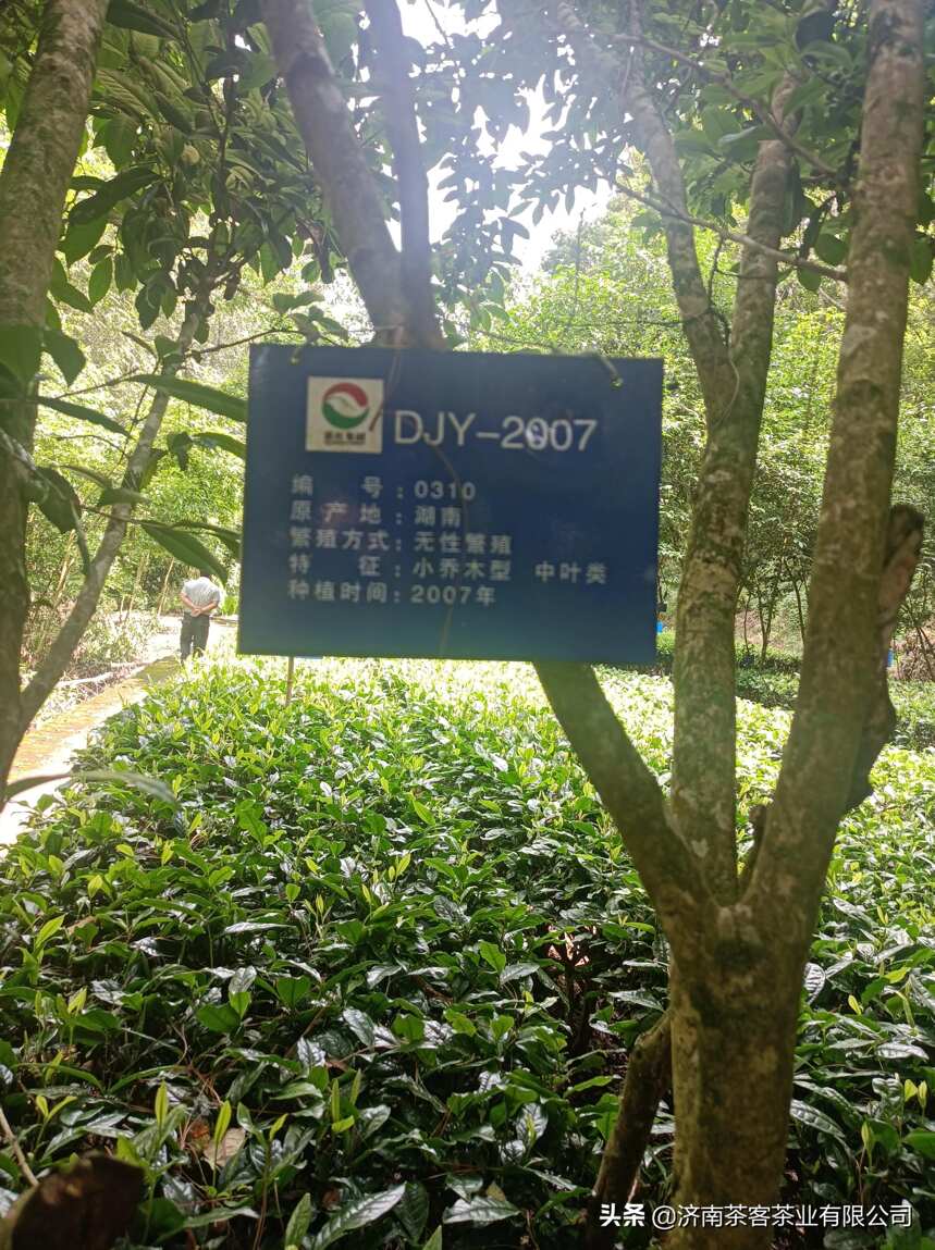 滇红茶叶研究院的茶叶品种保存下来，制作6万元一斤的中国红？