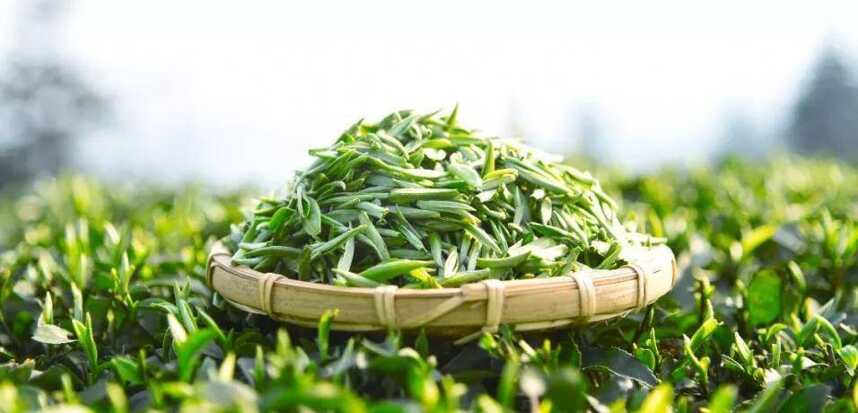 茶叶农残超标，茶厂检测是关键