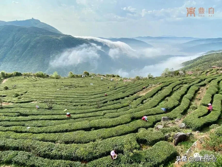 2022年的中国白茶会如何发展？大咖们准备在福鼎碰头了