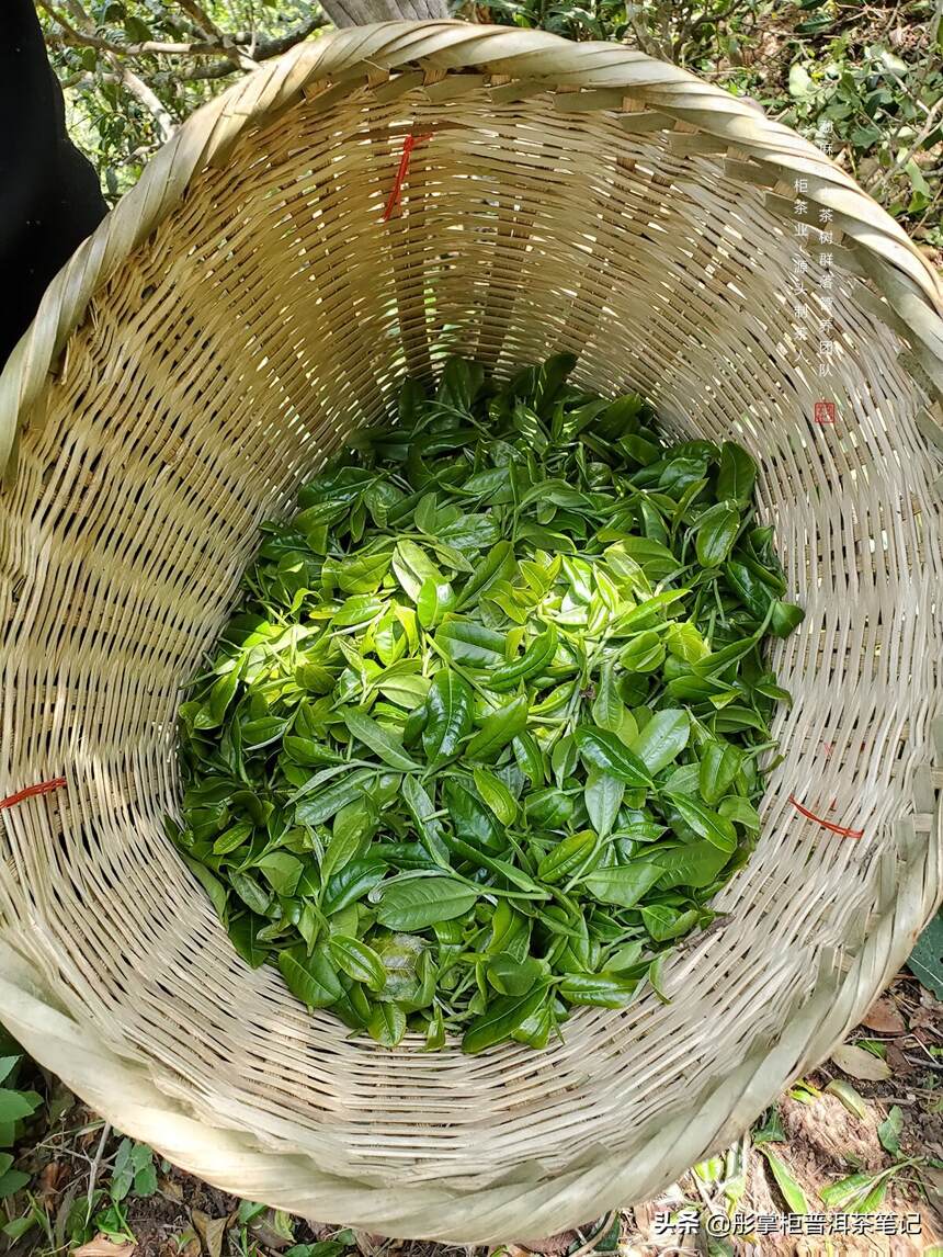 散聊一下勐麻河古茶树管养团队，源头制茶团队