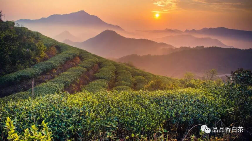 清新福建·绿色农业丨品品香：用心做好茶，好茶和天下