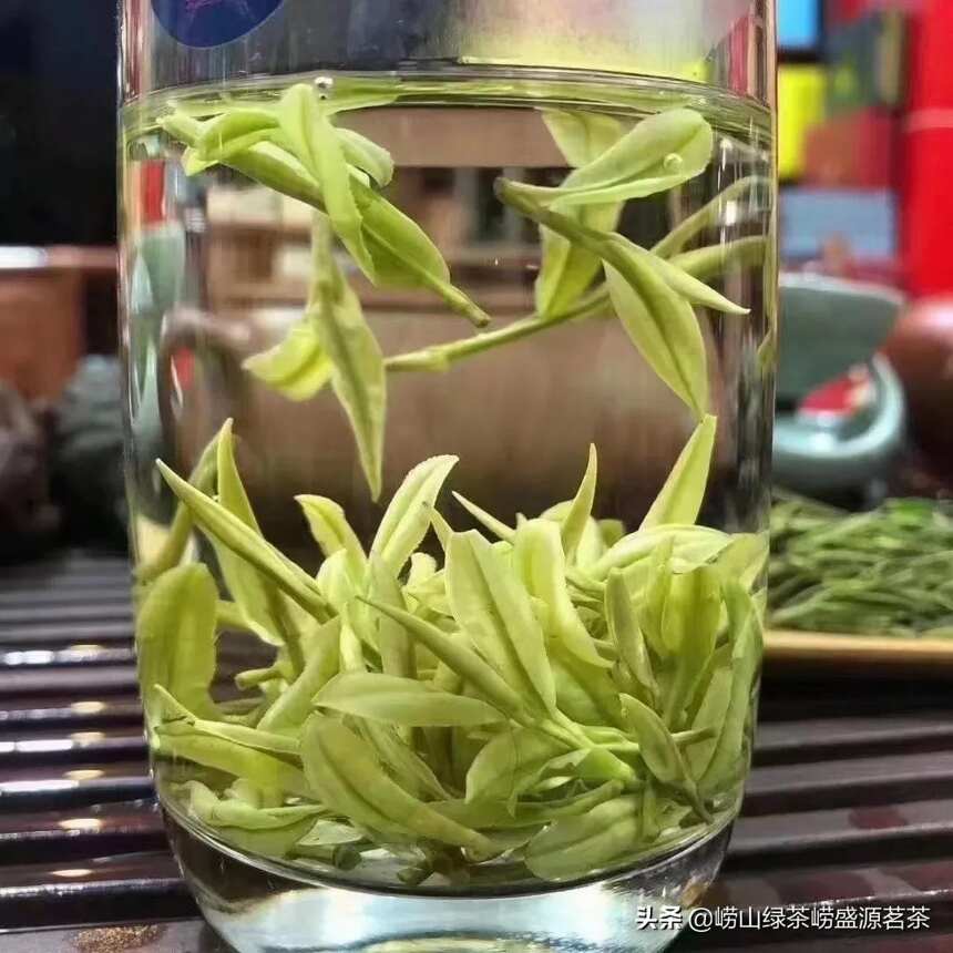 崂山绿茶露天大田头胚扁茶