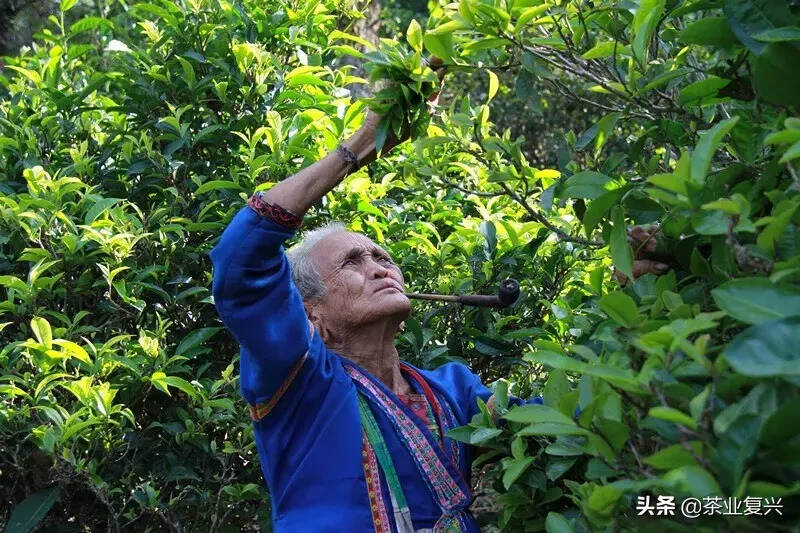 在昆明存放了5年的贺开古树茶，变化有多大？