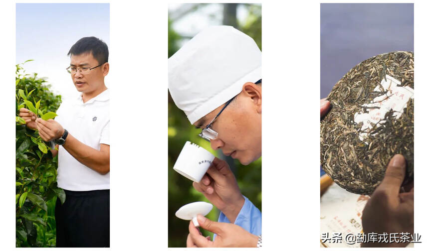 云南省“10大名茶”丨 2022戎氏本味，好茶来袭