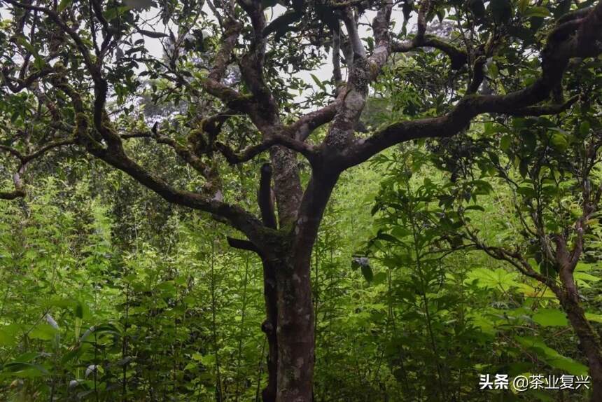 坝卡囡：森林里的古茶树，班章产区的另一种滋味