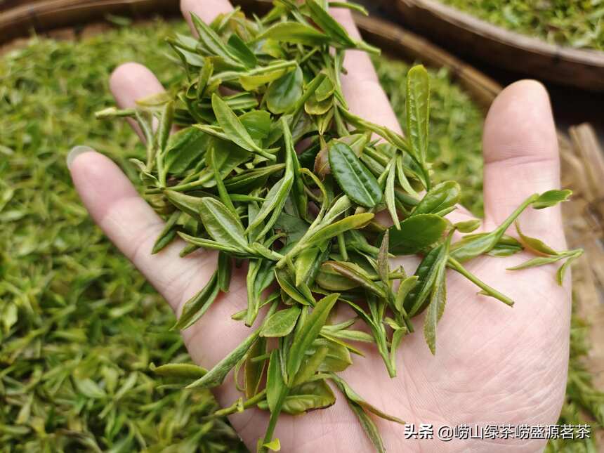 你喜欢喝哪个季节的崂山绿茶？