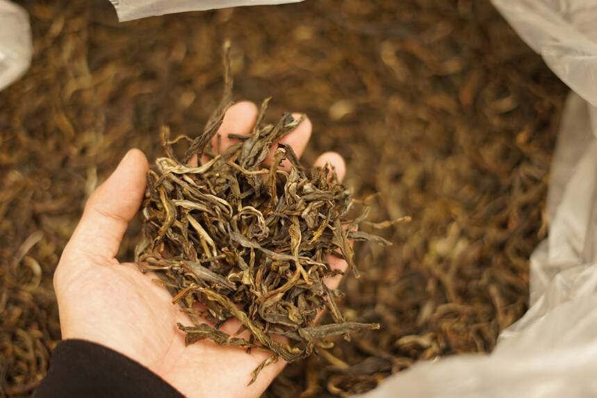熟茶翻堆——带你感受普洱茶由生变熟的魅力