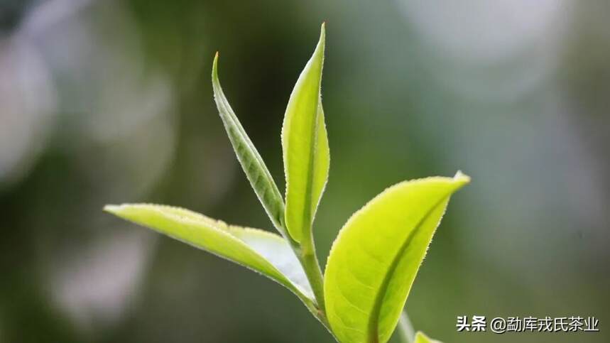 「戎茶学堂」三味同源的茶丨为什么要说“吃茶”？