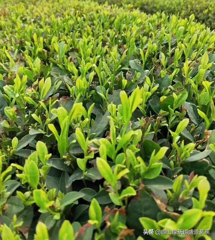 为什么88元买不到五月中旬的崂山绿茶？
