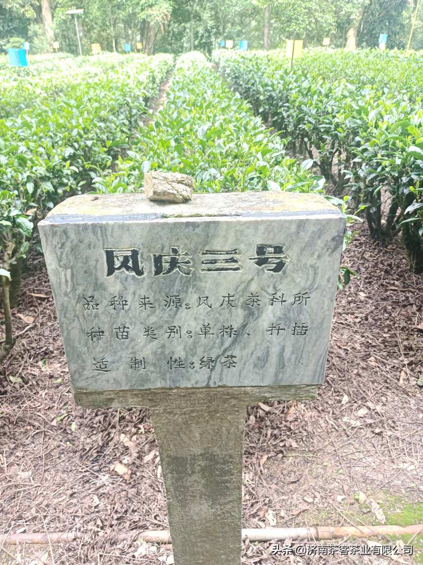 滇红茶叶研究院的茶叶品种保存下来，制作6万元一斤的中国红？