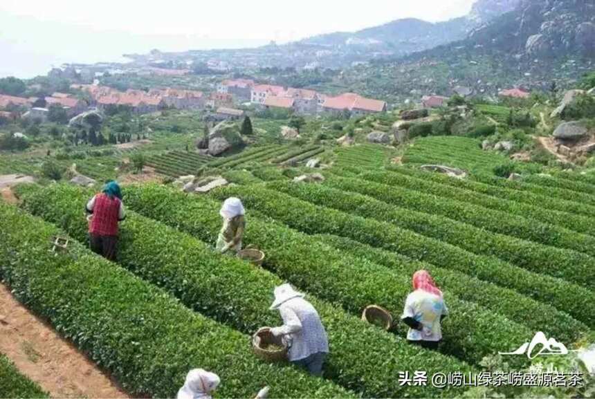 怎样才能找到崂山绿茶源头厂家？