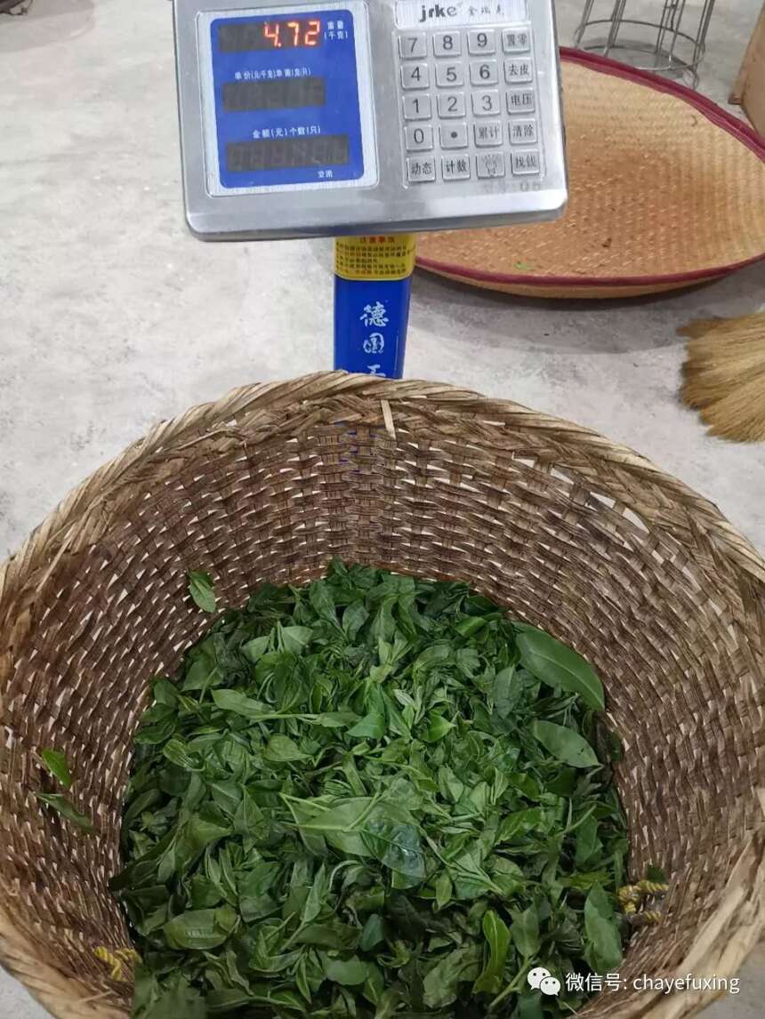 2019景迈春茶播报：景迈山古树春茶已大规模开采